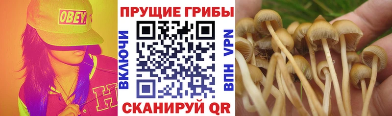 Галлюциногенные грибы мицелий  Нижнеудинск 